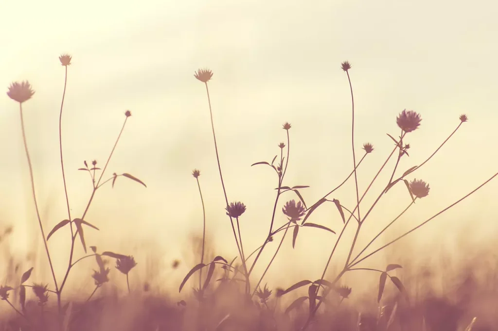 co to jest sepia